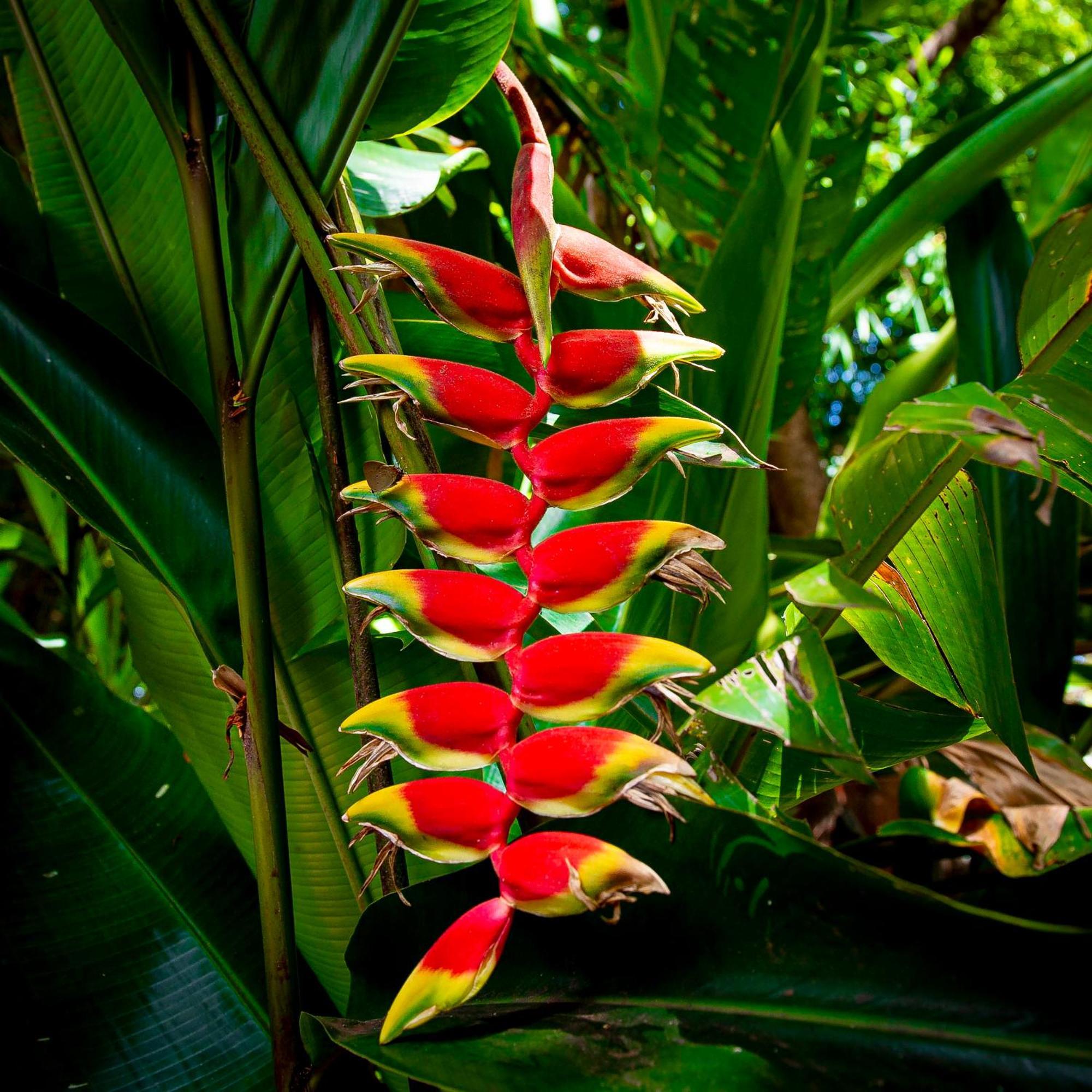 Bed and Breakfast Secret Garden Iguazu Puerto Iguazú Exteriér fotografie